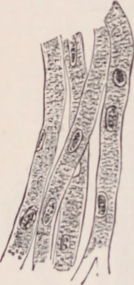 An illustration from The microscope and its revelations, 1891, leaf 1039