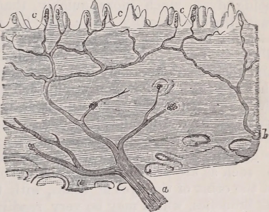 An illustration from The microscope and its revelations, 1891, leaf 1040