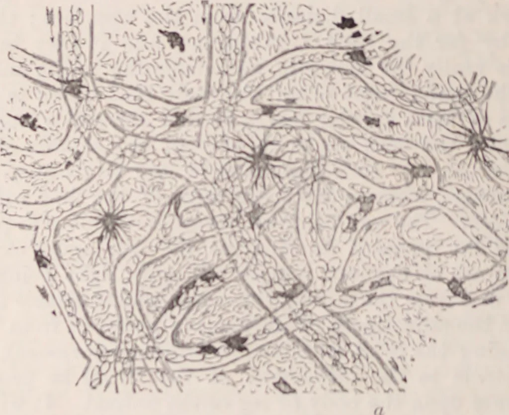 An illustration from The microscope and its revelations, 1891, leaf 1043