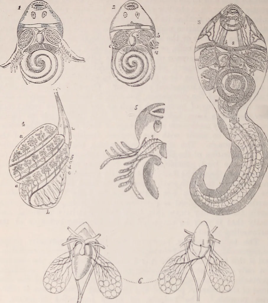 An illustration from The microscope and its revelations, 1891, leaf 1045
