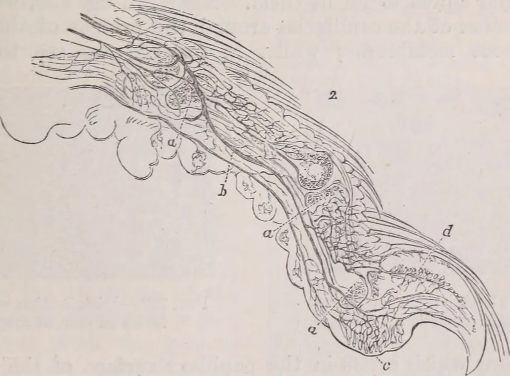 An illustration from The microscope and its revelations, 1891, leaf 1048