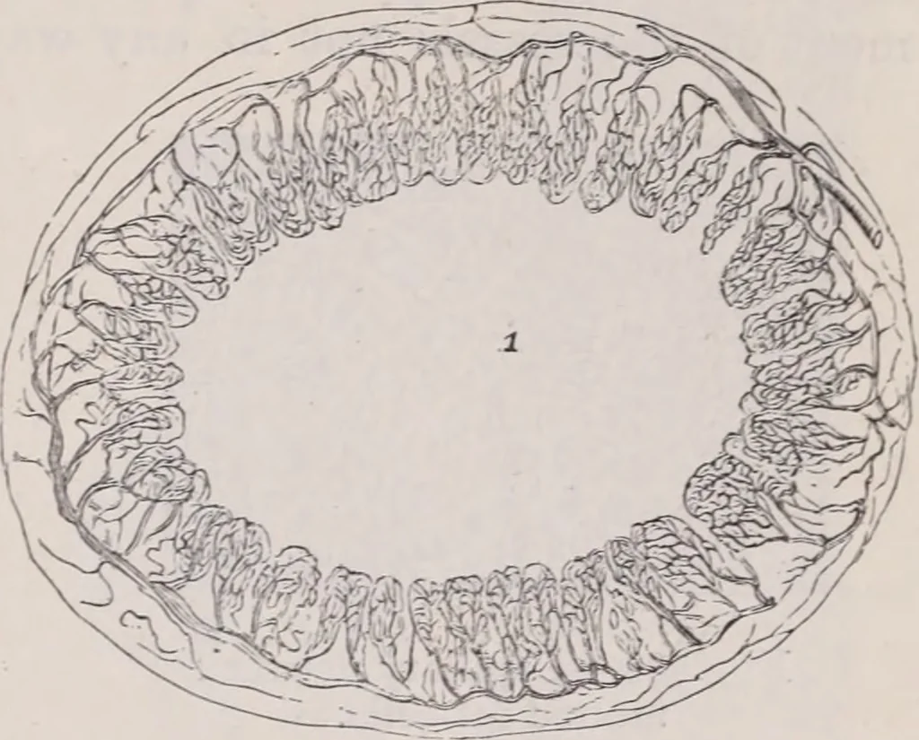 An illustration from The microscope and its revelations, 1891, leaf 1048