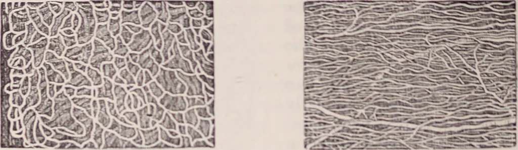 An illustration from The microscope and its revelations, 1891, leaf 1049