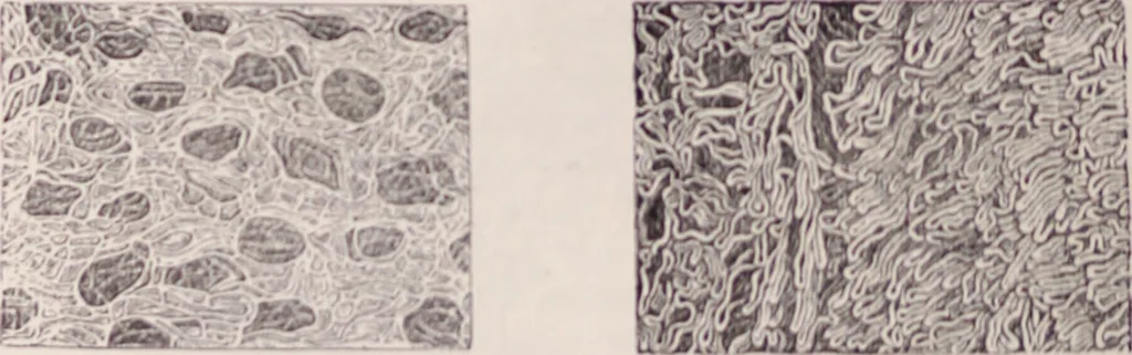 An illustration from The microscope and its revelations, 1891, leaf 1049