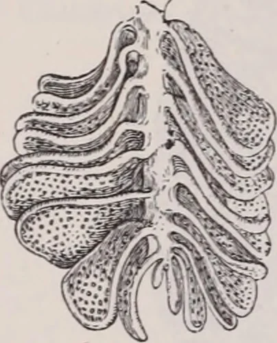 An illustration from The microscope and its revelations, 1891, leaf 1050