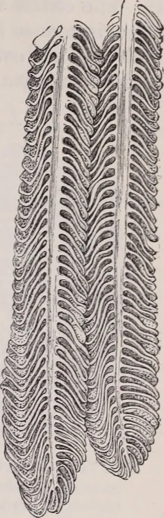 An illustration from The microscope and its revelations, 1891, leaf 1050