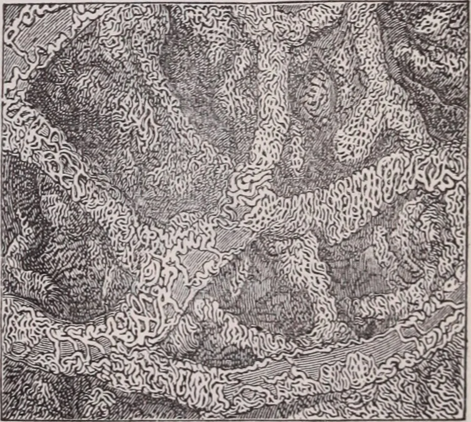 An illustration from The microscope and its revelations, 1891, leaf 1050