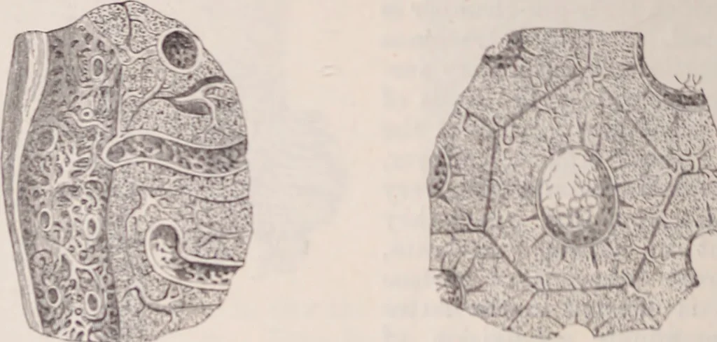 An illustration from The microscope and its revelations, 1891, leaf 1051