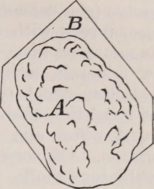 An illustration from The microscope and its revelations, 1891, leaf 1062