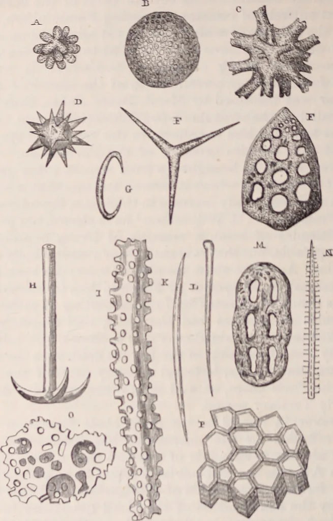 An illustration from The microscope and its revelations, 1891, leaf 1071