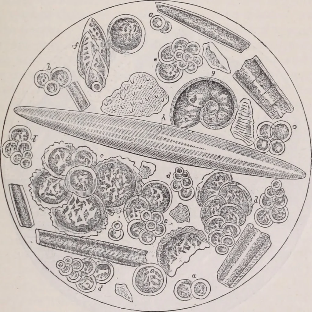 An illustration from The microscope and its revelations, 1891, leaf 1072