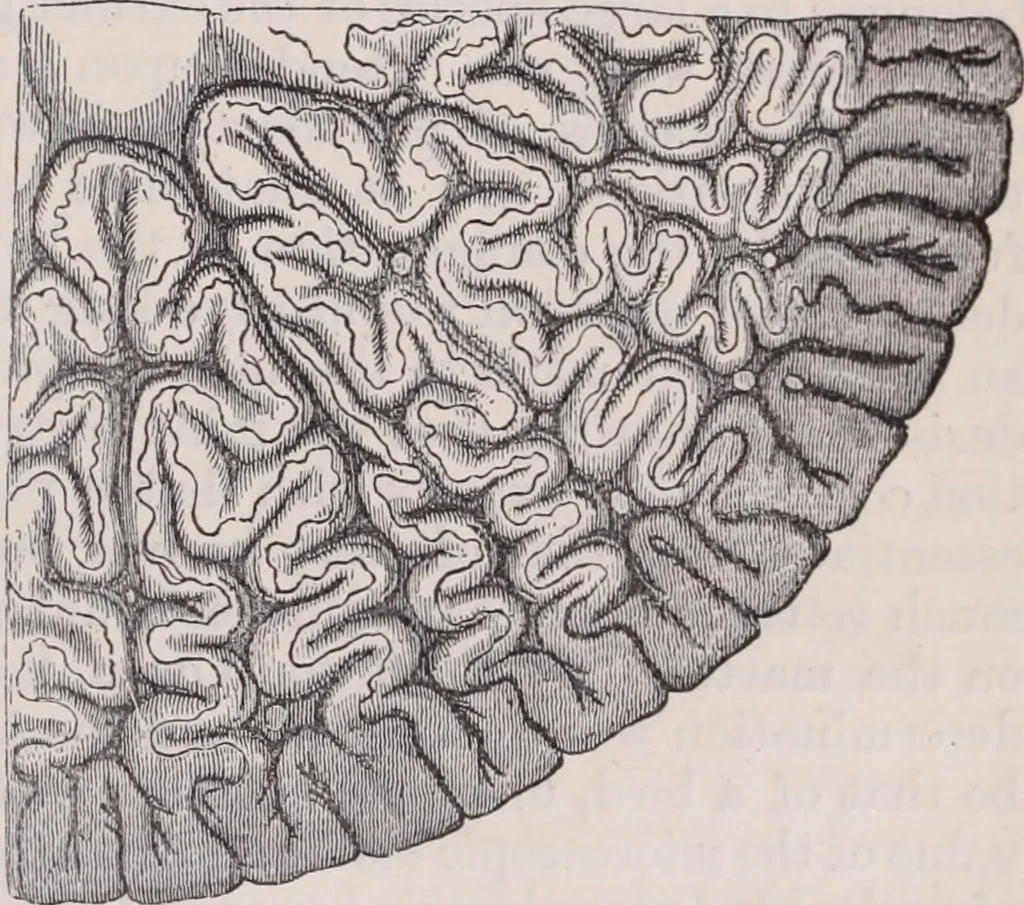 An illustration from The microscope and its revelations, 1891, leaf 1076