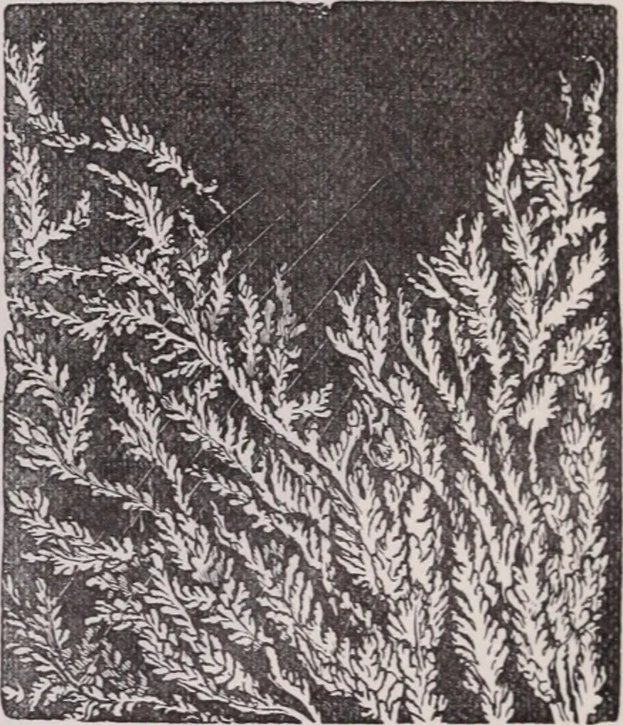 An illustration from The microscope and its revelations, 1891, leaf 1080