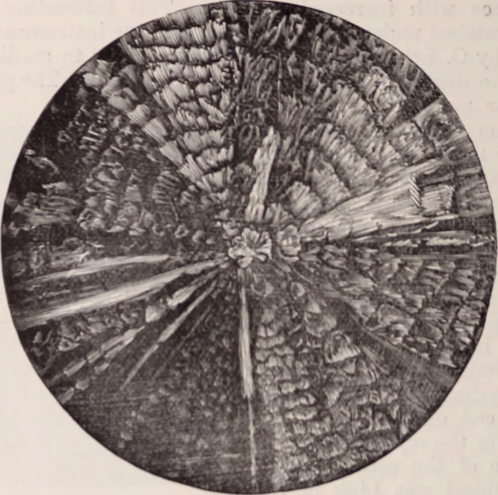 An illustration from The microscope and its revelations, 1891, leaf 1081