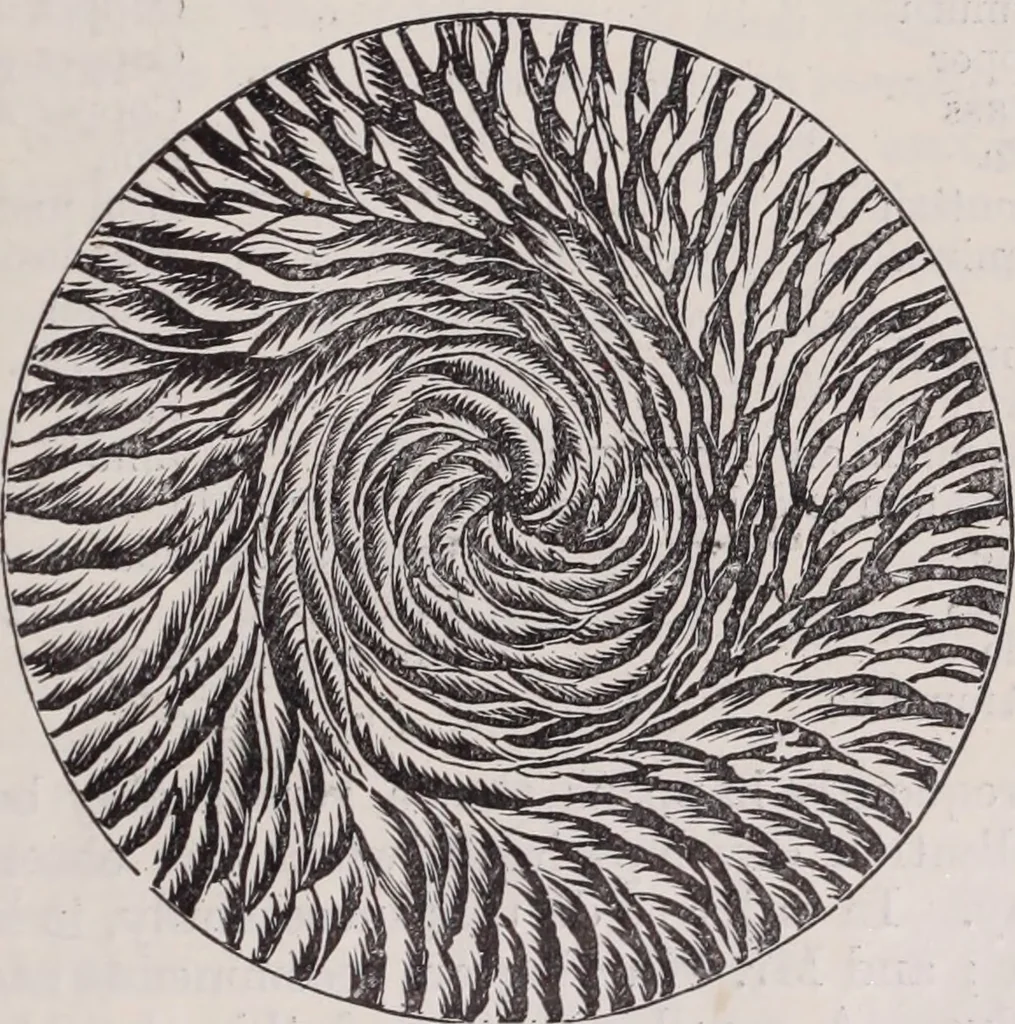 An illustration from The microscope and its revelations, 1891, leaf 1082