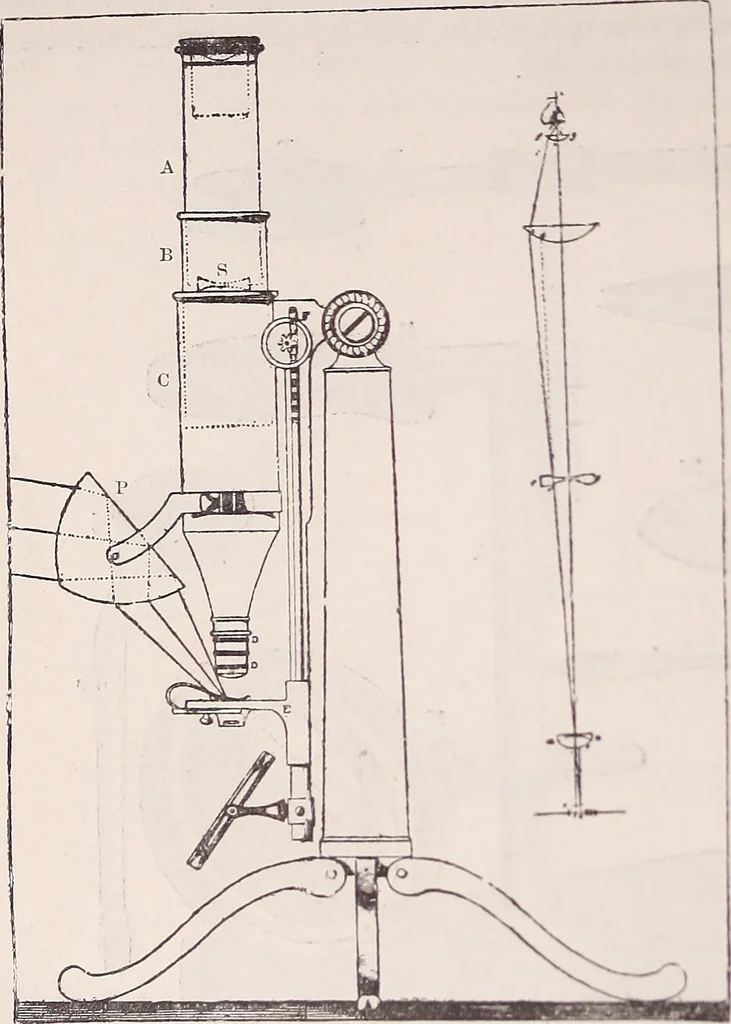 An illustration from The microscope and its revelations, 1891, leaf 171