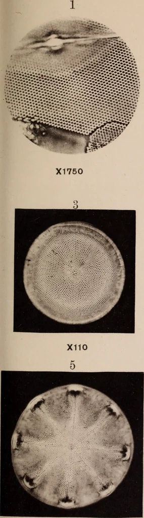 An illustration from The microscope and its revelations, 1891, leaf 24
