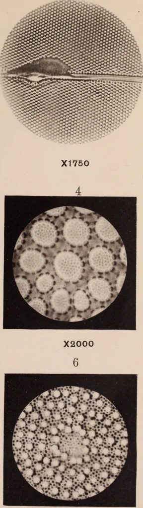 An illustration from The microscope and its revelations, 1891, leaf 24