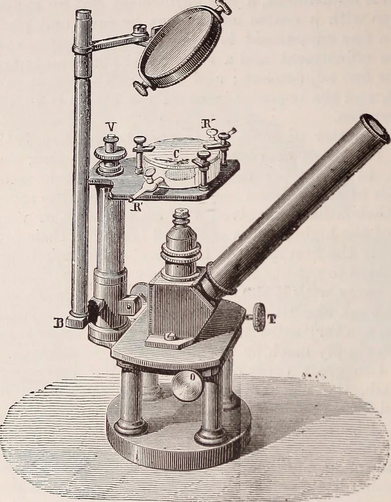 An illustration from The microscope and its revelations, 1891, leaf 241