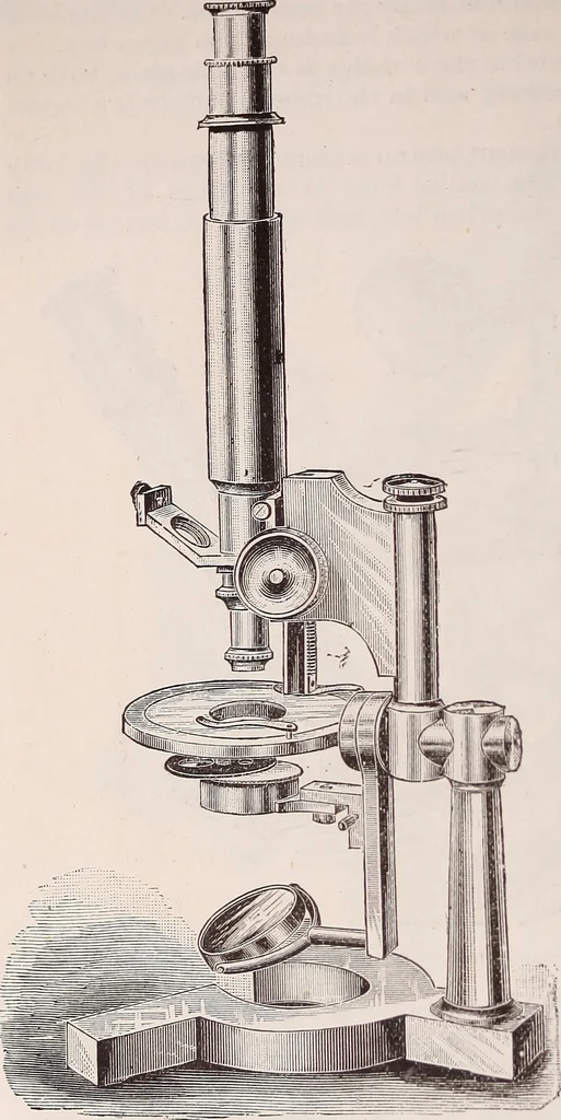 An illustration from The microscope and its revelations, 1891, leaf 245