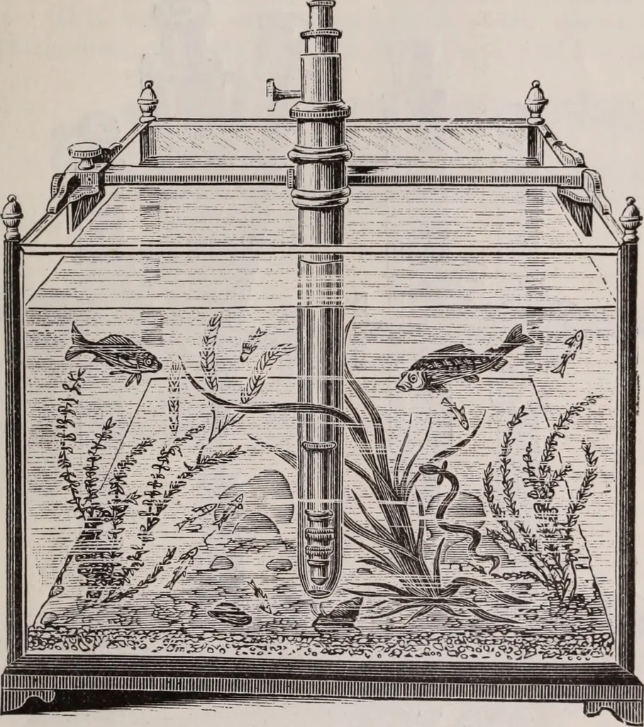 An illustration from The microscope and its revelations, 1891, leaf 246