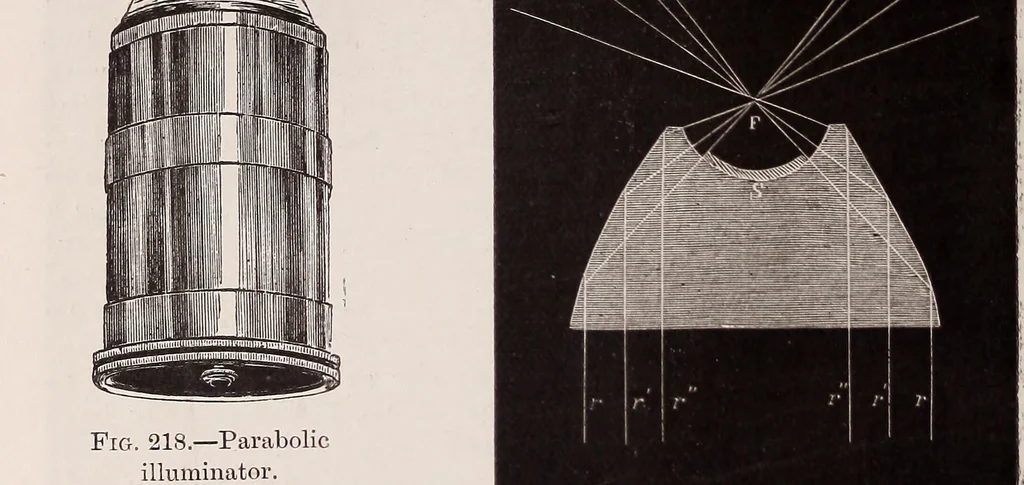 An illustration from The microscope and its revelations, 1891, leaf 297