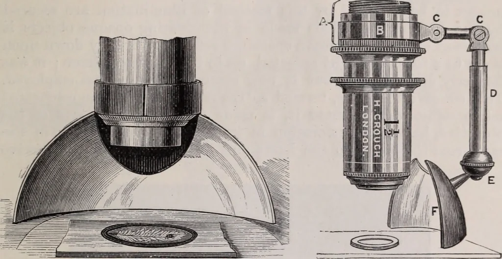 An illustration from The microscope and its revelations, 1891, leaf 310
