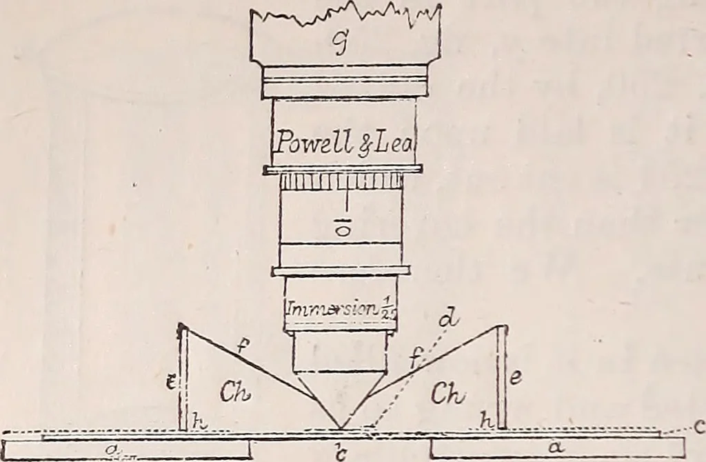 An illustration from The microscope and its revelations, 1891, leaf 323