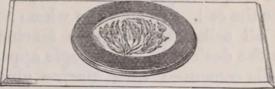 An illustration from The microscope and its revelations, 1891, leaf 420