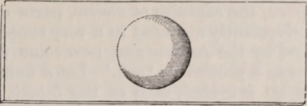 An illustration from The microscope and its revelations, 1891, leaf 422