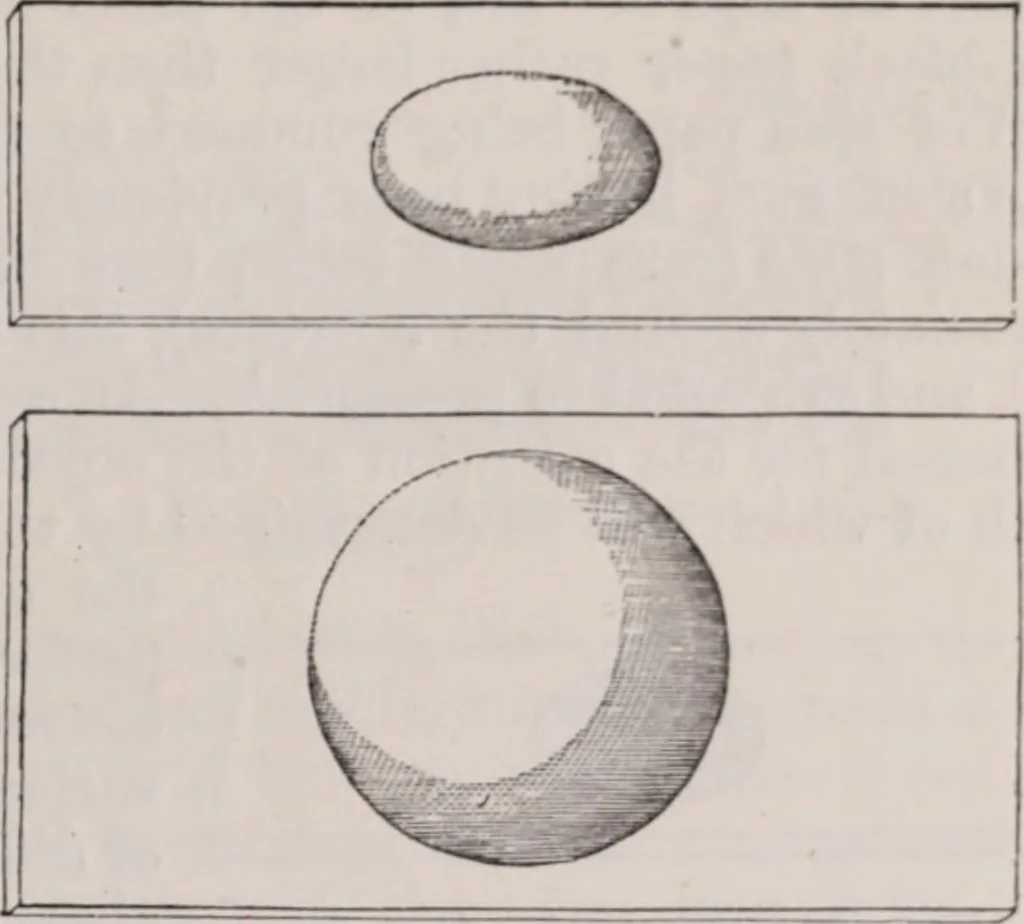 An illustration from The microscope and its revelations, 1891, leaf 422