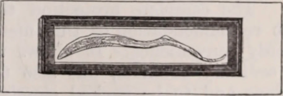 An illustration from The microscope and its revelations, 1891, leaf 422