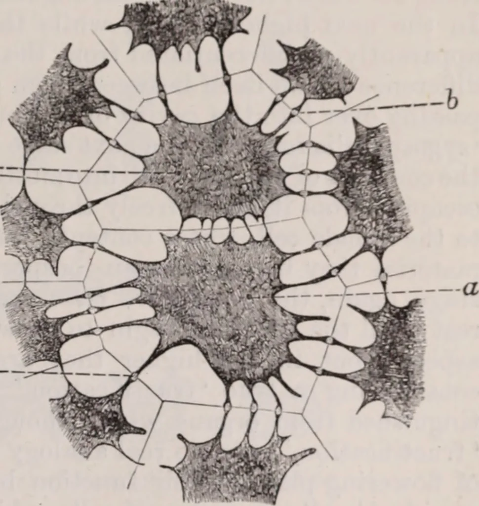 An illustration from The microscope and its revelations, 1891, leaf 502