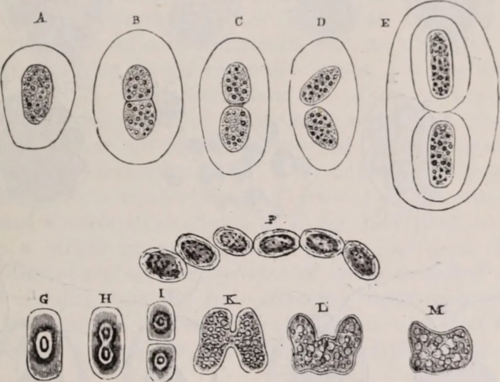 An illustration from The microscope and its revelations, 1891, leaf 504