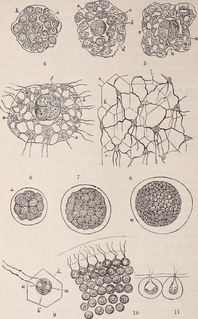 An illustration from The microscope and its revelations, 1891, leaf 513
