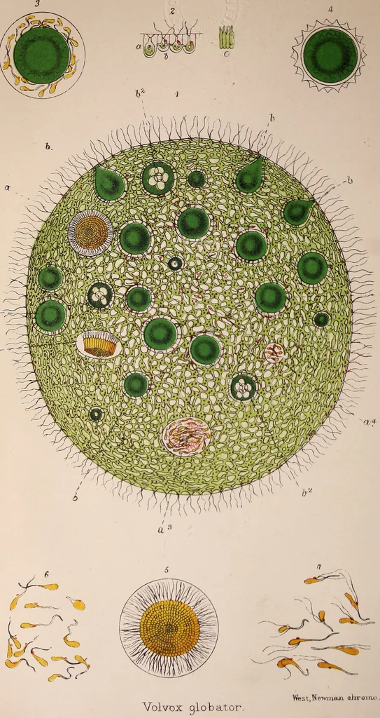 An illustration from The microscope and its revelations, 1891, leaf 517