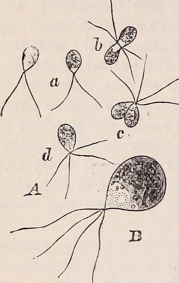 An illustration from The microscope and its revelations, 1891, leaf 521