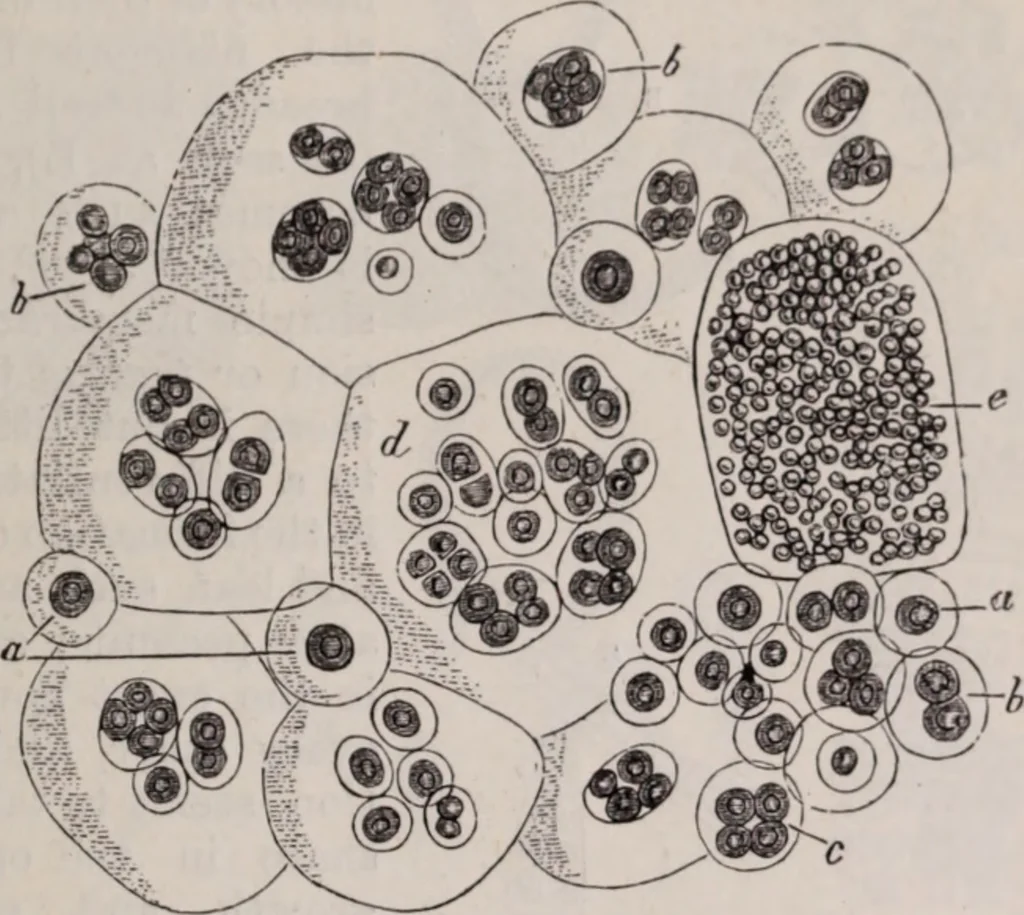 An illustration from The microscope and its revelations, 1891, leaf 522