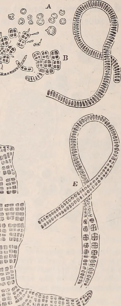 An illustration from The microscope and its revelations, 1891, leaf 523