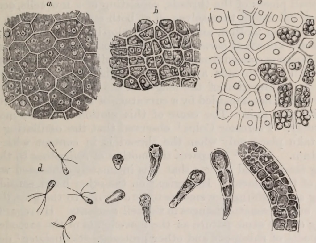 An illustration from The microscope and its revelations, 1891, leaf 524