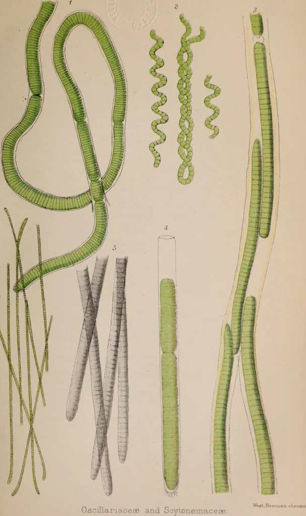 An illustration from The microscope and its revelations, 1891, leaf 526