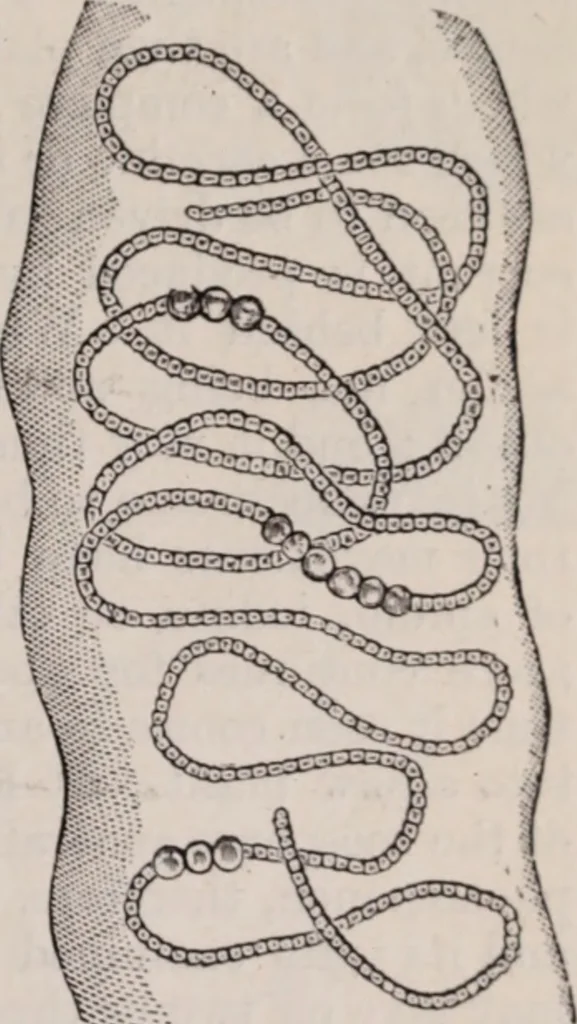 An illustration from The microscope and its revelations, 1891, leaf 528