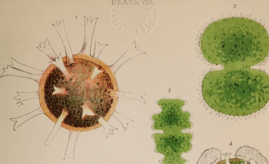 An illustration from The microscope and its revelations, 1891, leaf 530