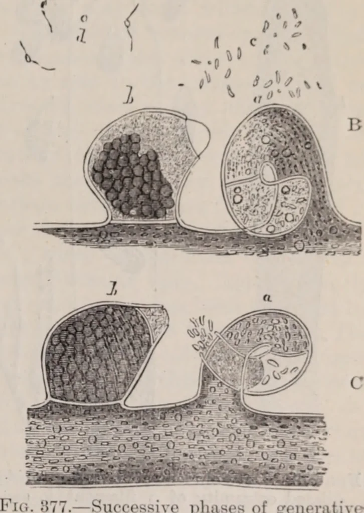 An illustration from The microscope and its revelations, 1891, leaf 532