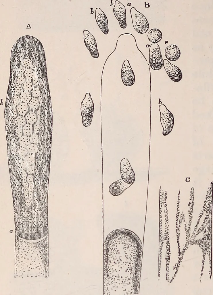 An illustration from The microscope and its revelations, 1891, leaf 533