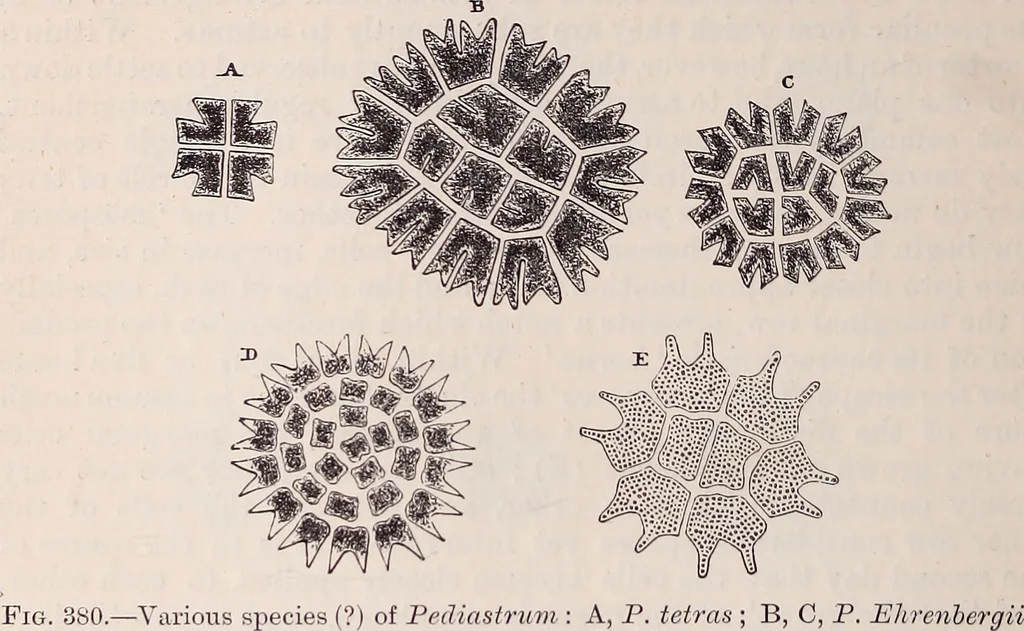 An illustration from The microscope and its revelations, 1891, leaf 537