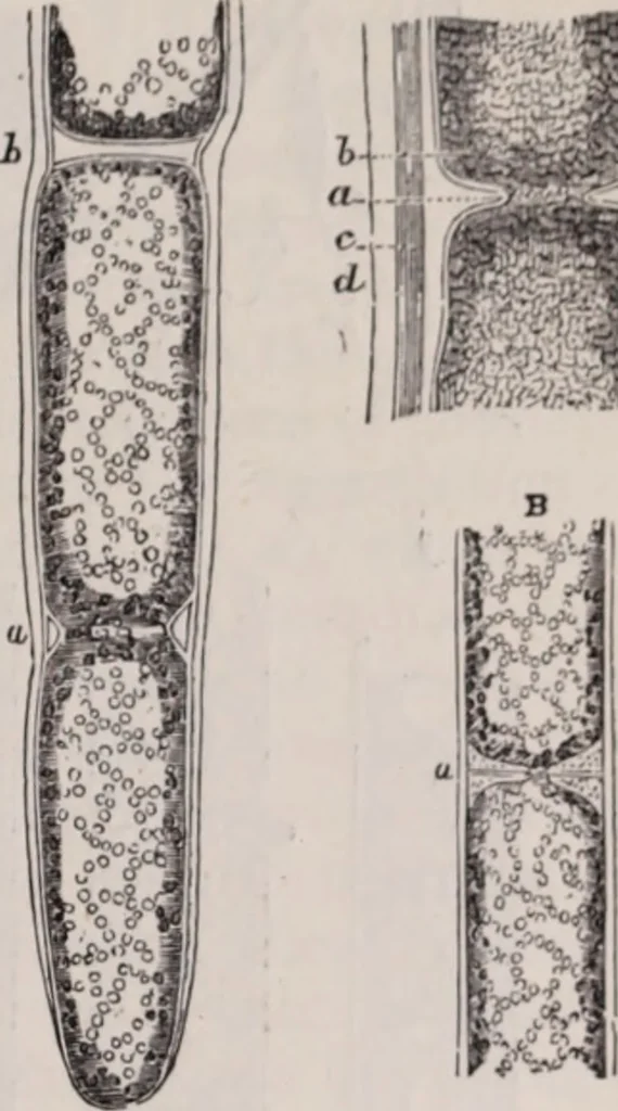 An illustration from The microscope and its revelations, 1891, leaf 538