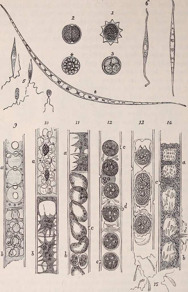 An illustration from The microscope and its revelations, 1891, leaf 539