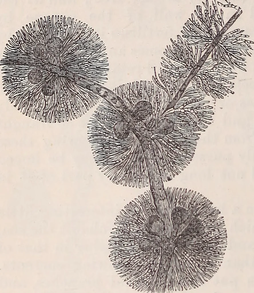 An illustration from The microscope and its revelations, 1891, leaf 543