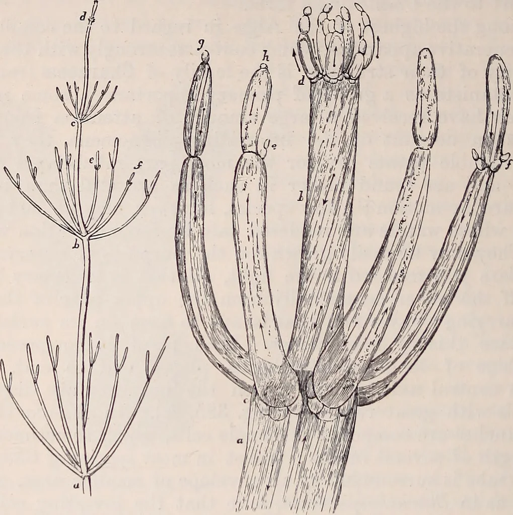 An illustration from The microscope and its revelations, 1891, leaf 545